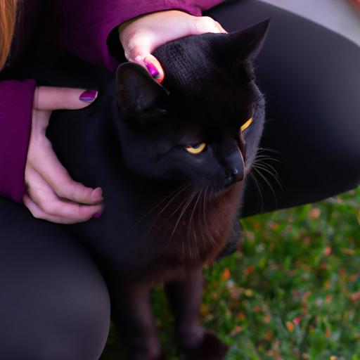Người cầm mèo đen và vuốt ve nó nhẹ nhàng.